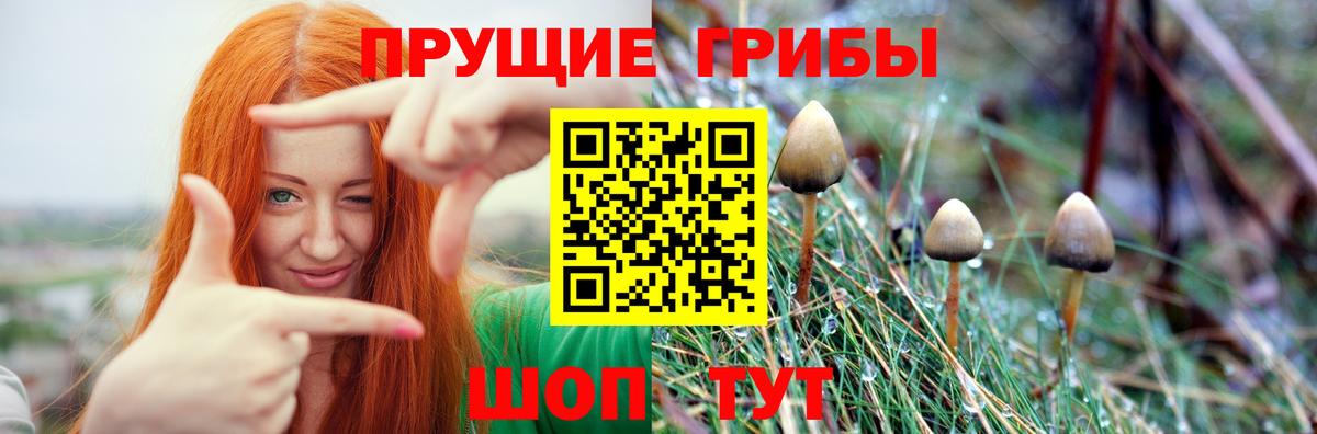Галлюциногенные грибы Magic Shrooms  где можно купить   Чернушка  Вход с VPN 